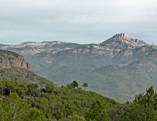 cedraman